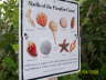 Shell sign