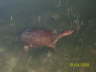 Turtle in lake