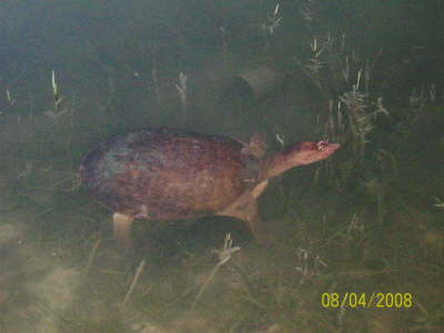 Turtle in lake
