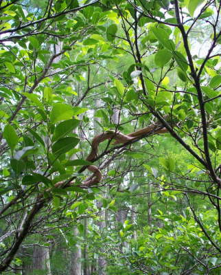 Snake