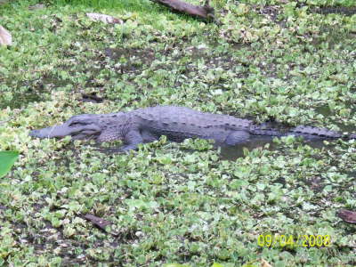 Alligator