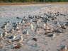 Birds on the beach