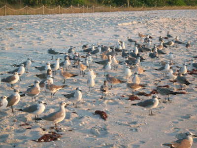 Birds on the beach