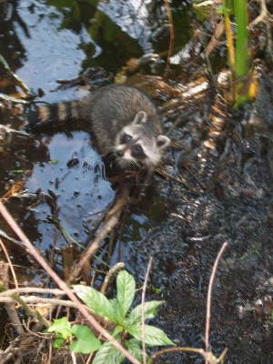 Racoon